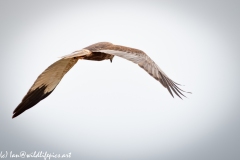 Male Marsh Harrier in Flight Back View