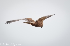 Male Marsh Harrier in Flight Back View