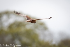 Male Marsh Harrier in Flight Back View