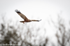 Male Marsh Harrier in Flight Side View