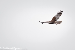 Male Marsh Harrier in Flight Side View