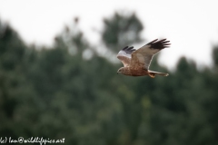 Male Marsh Harrier in Flight Side View