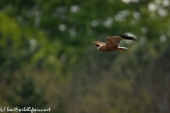 Male Marsh Harrier in Flight Side View