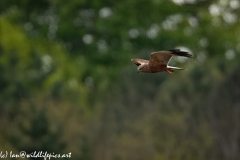 Male Marsh Harrier in Flight Side View