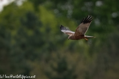 Male Marsh Harrier in Flight Side View