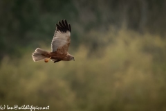 Male Marsh Harrier in Flight Side View