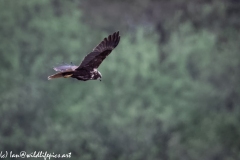 Female Marsh Harrier in Flight Side View