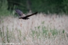 Female Marsh Harrier in Flight Side View