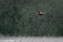 Female Marsh Harrier in Flight Front View