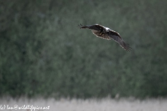 Female Marsh Harrier in Flight Front View