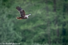 Female Marsh Harrier in Flight Side View