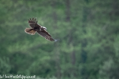 Female Marsh Harrier in Flight Side View