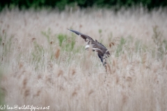 Female Marsh Harrier in Flight Front View