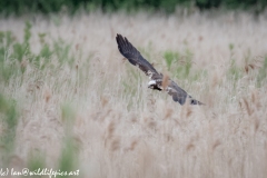 Female Marsh Harrier in Flight Front View