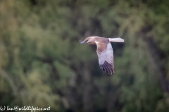 Male Marsh Harrier in Flight Side View