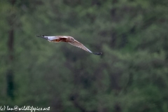 Male Marsh Harrier in Flight Side View