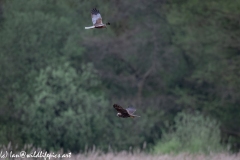 Male and Female Marsh Harrier in Flight Side View