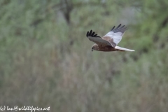 Male Marsh Harrier in Flight Side View