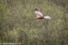 Male Marsh Harrier in Flight Side View