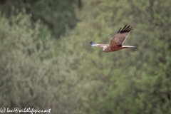 Male Marsh Harrier in Flight Side View