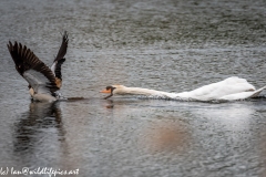 Swan Moving an Egyptian Goose away