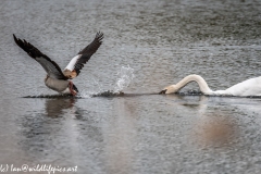 Swan Moving an Egyptian Goose away