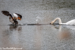 Swan Moving an Egyptian Goose away