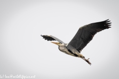 Grey Heron in Flight Side View