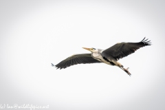 Grey Heron in Flight Side View