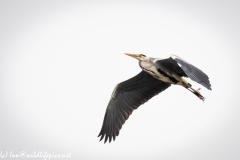 Grey Heron in Flight Side View