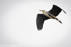 Grey Heron in Flight Side View