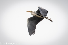 Grey Heron in Flight Side View