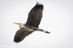 Grey Heron in Flight Side View