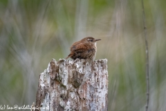 Wren on Dead Tree Stump Side View