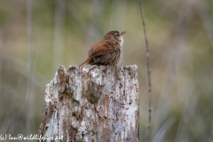 Wren on Dead Tree Stump Singing Side View