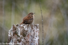 Wren on Dead Tree Stump Singing Side View