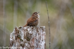 Wren on Dead Tree Stump Singing Side View