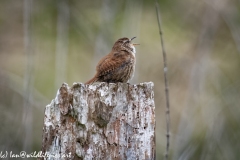 Wren on Dead Tree Stump Singing Side View