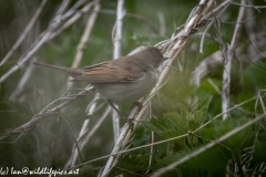 Male Whitethroat on Reed Back View