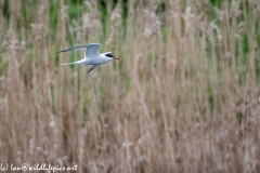 Common Tern in Flight Side View