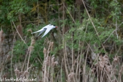 Common Tern in Flight Side View