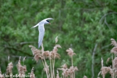 Common Tern in Flight Side View