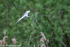 Common Tern in Flight Side View