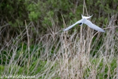 Common Tern in Flight Front View