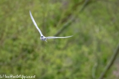 Common Tern in Flight Front View