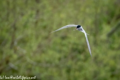 Common Tern in Flight Front View