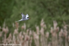 Common Tern in Flight Side View