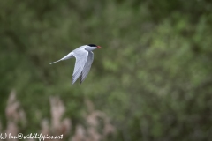 Common Tern in Flight Side View