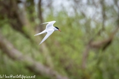 Common Tern in Flight Side View