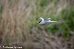 Common Tern in Flight Side View